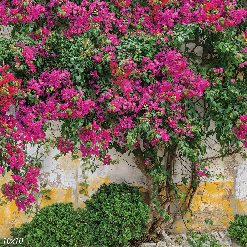 Bougainvillea Photo Backdrop